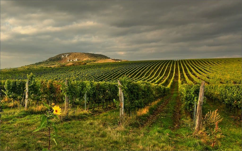 Společně na Pálavě – Teambuilding ve vinařském ráji jižní Moravy