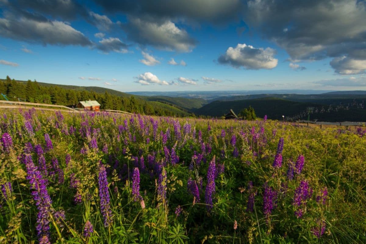 Krušné hory – Team-Building in the Landscape of Natural Beauty and Industrial History
